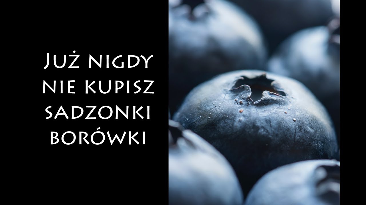 Najłatwiejszy i najefektywniejszy sposób rozmnażania borówki.