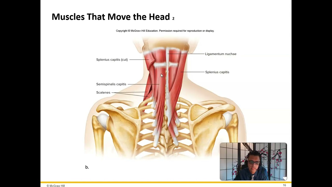 Ch 8 Muscular System Face and Scapula