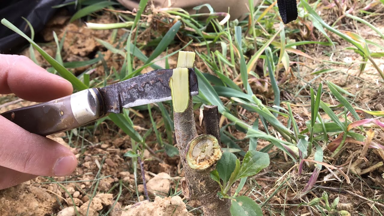 Graft Maintenance in June