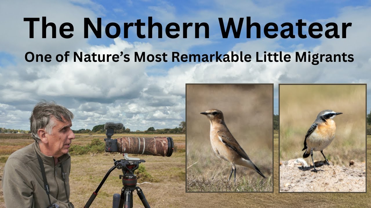 Northern Wheatear - One of Nature's Most Remarkable Little Migrants