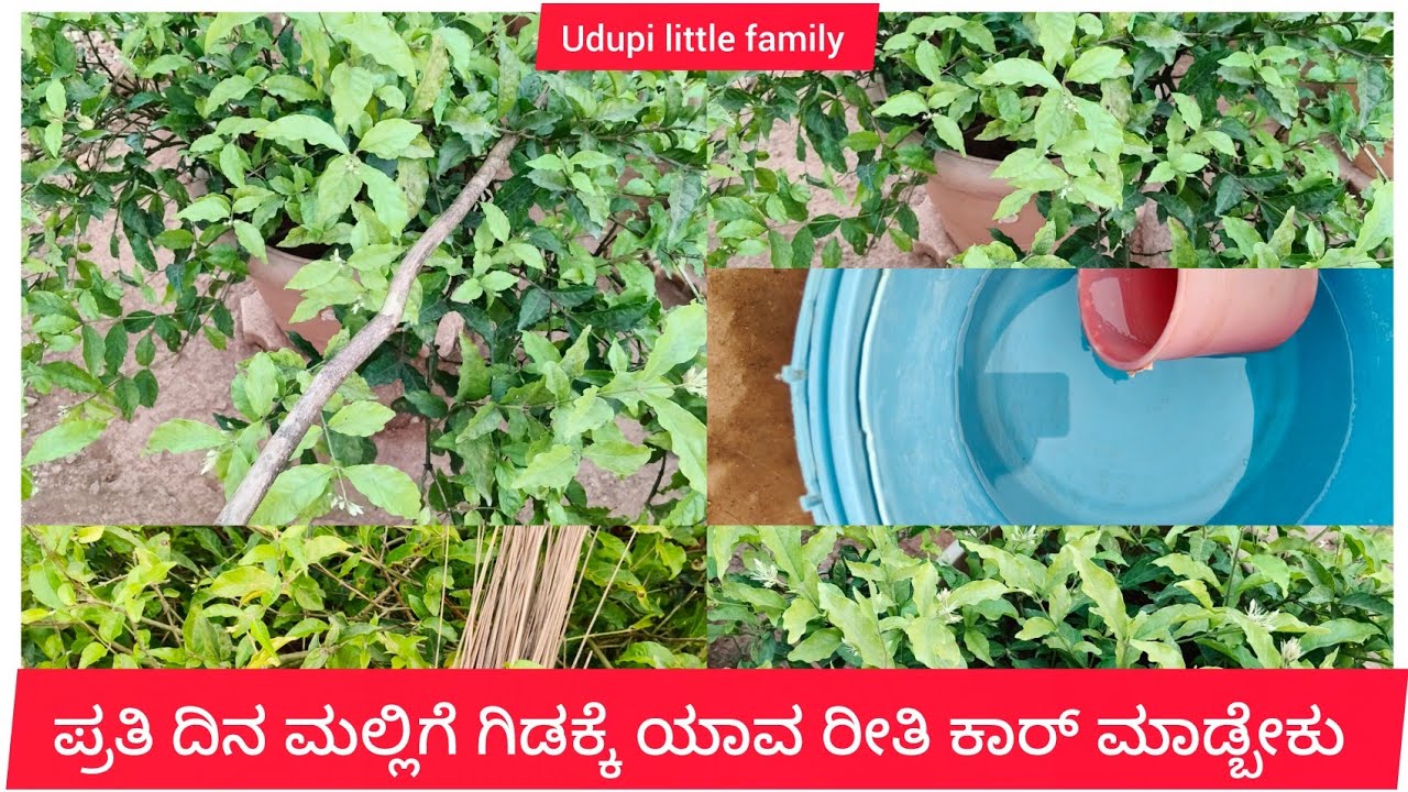 ಪ್ರತಿ ದಿನ ಮಲ್ಲಿಗೆ ಗಿಡಕ್ಕೆ ಯಾವ ರೀತಿ ಕೇರ್ ಮಾಡಬೇಕು ಅಂತ ಹೇಳ್ತೇನೆ ಬನ್ನಿ 