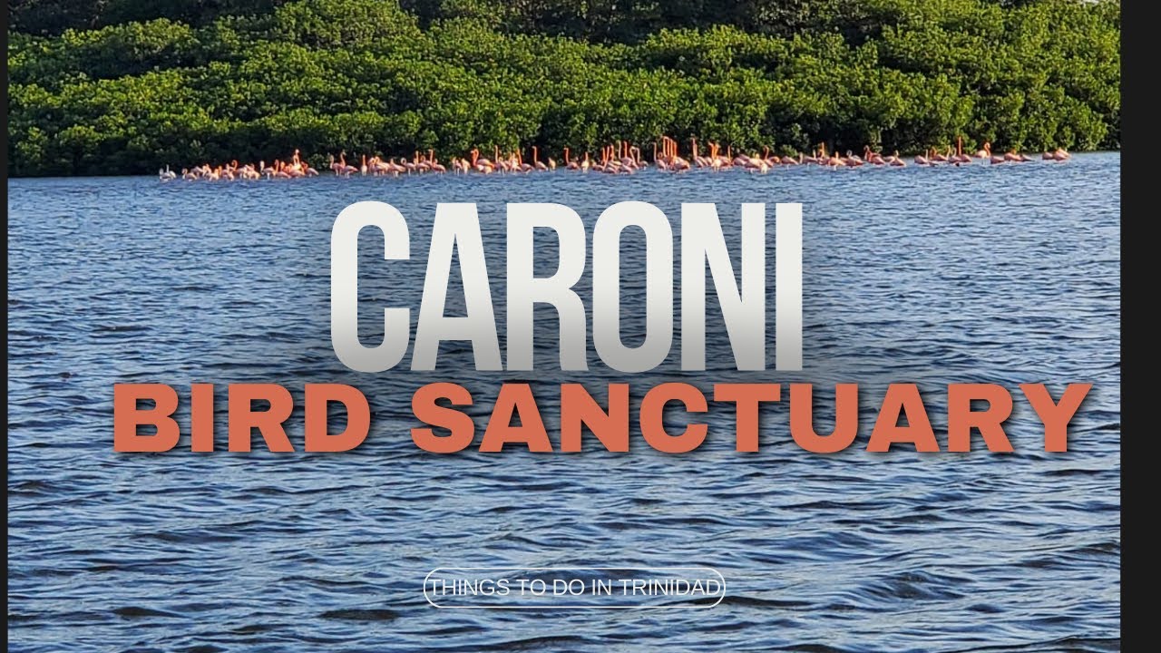 Caroni Bird Sanctuary Tour