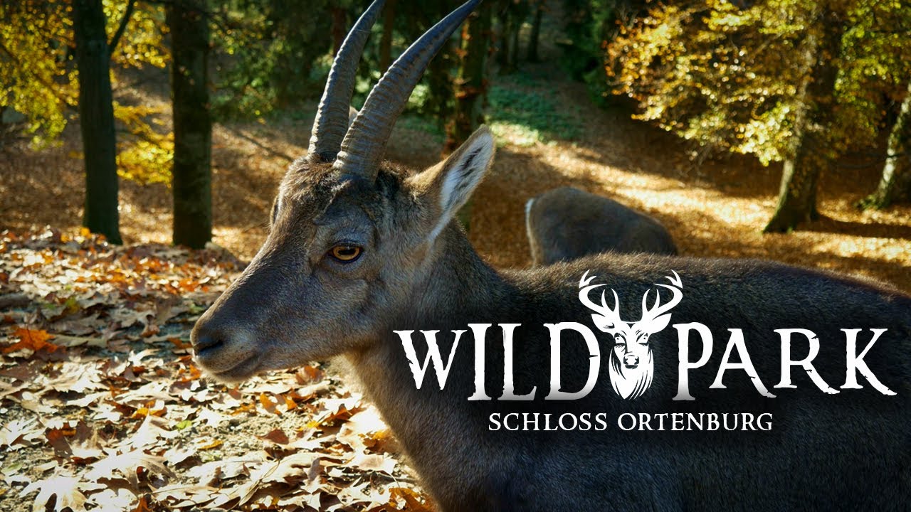Wildpark Schloss Ortenburg. 4K