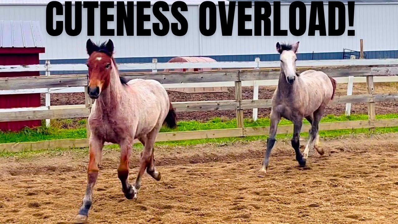 These Bestie Foals are Quite the Pair! Watch Them Prance & Play Together