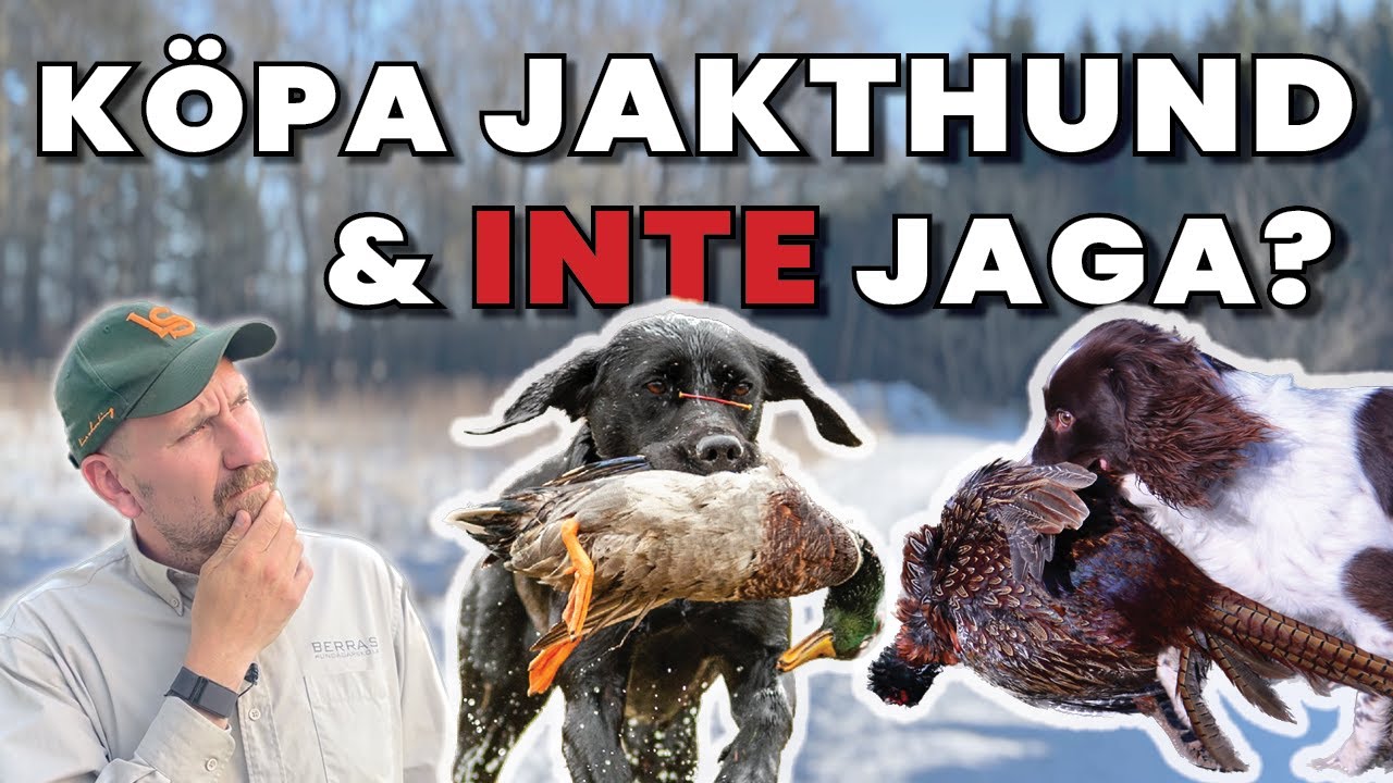 Köpa en Jakthund som Jaktlabbe eller Jaktspaniel utan att Jaga?