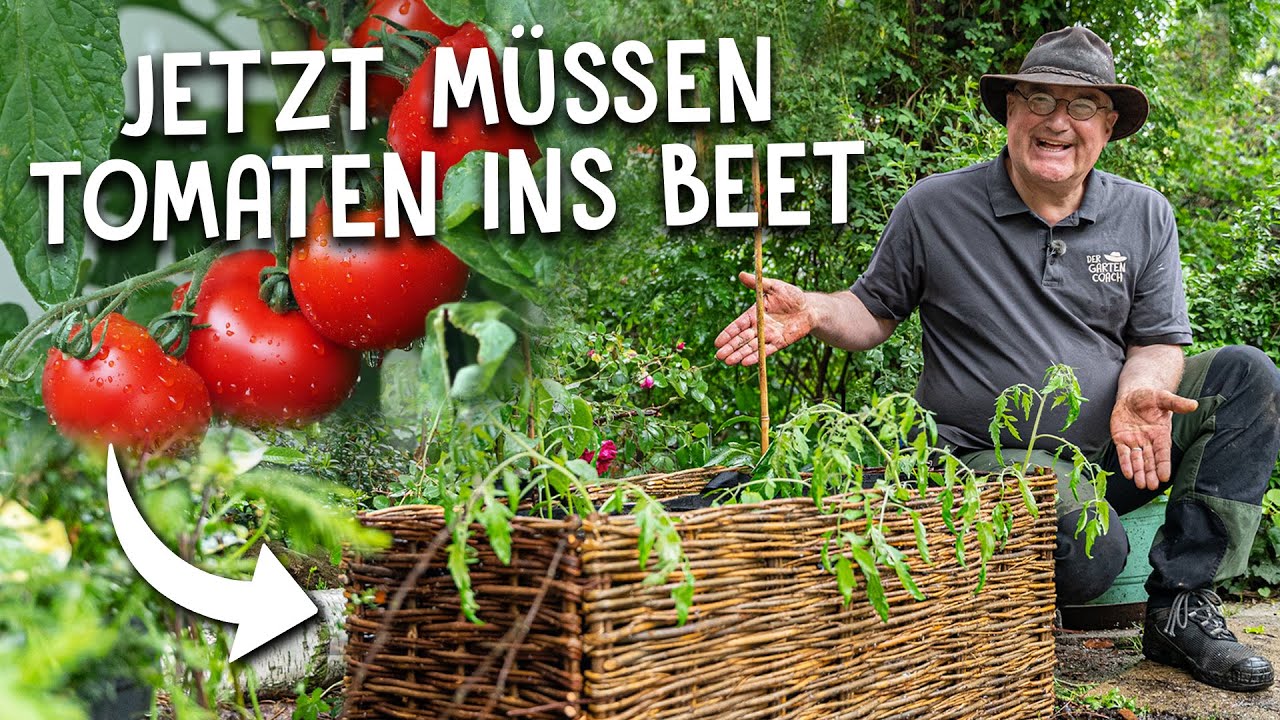 Hochbeet Bepflanzung nach den Eisheiligen 🍅- Tomaten & Chilis ins Freiland setzen