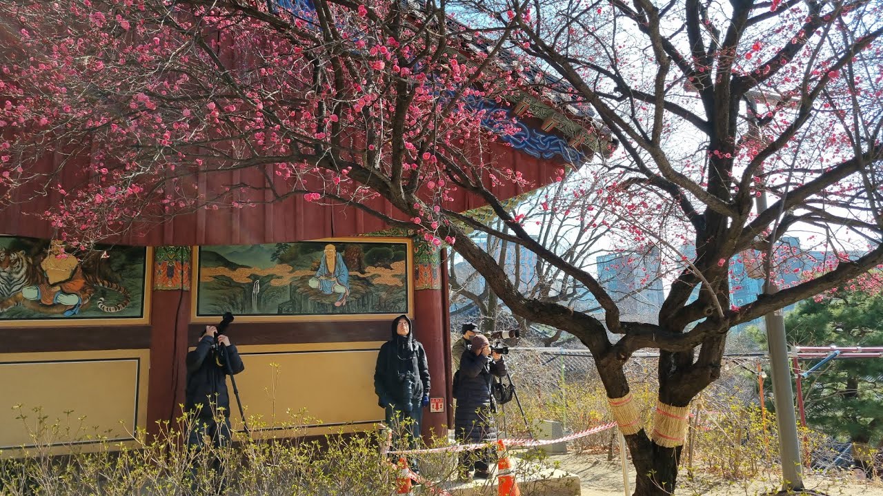봉은사 홍매화 여기GO '26.3.7 #홍매화 #봉은사 #봉은사홍매화 