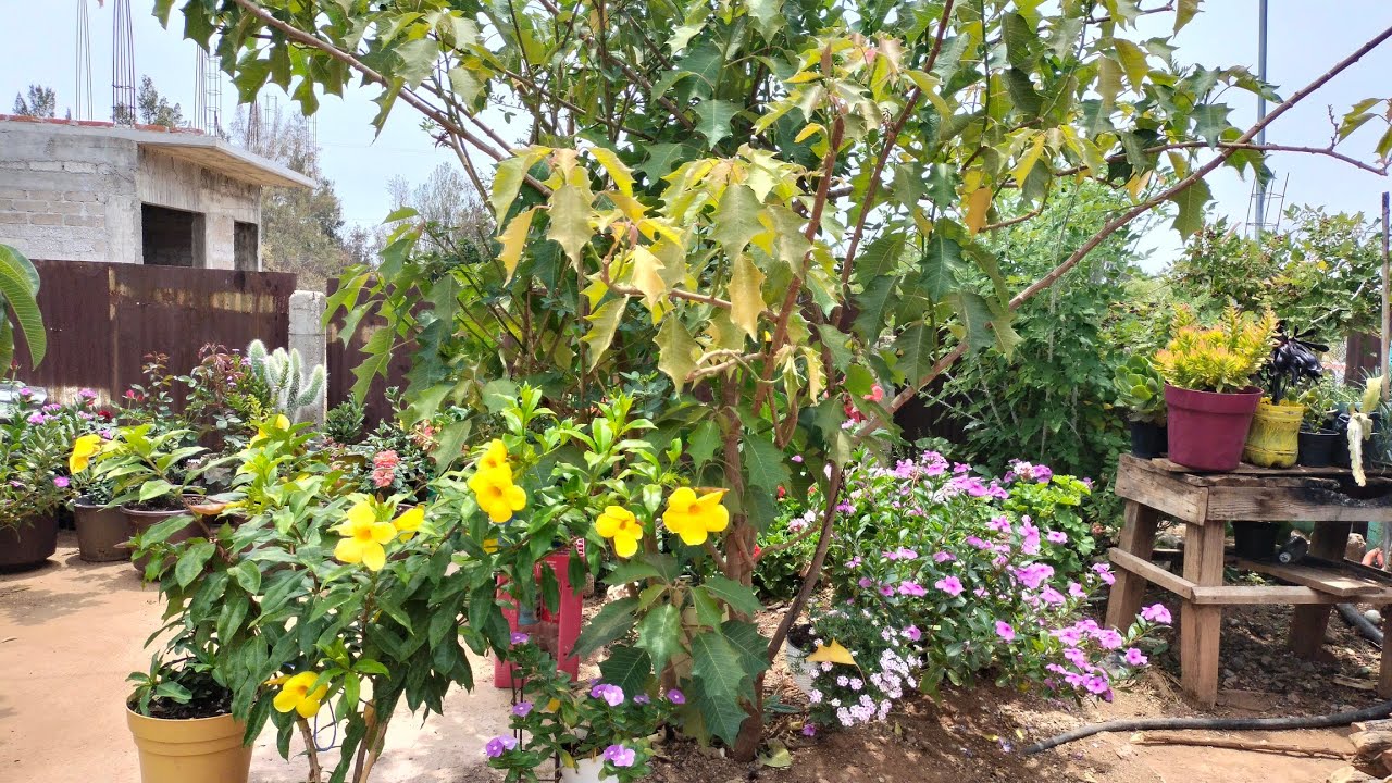 Tour por una parte de mi jardín 🏡 junio 2024