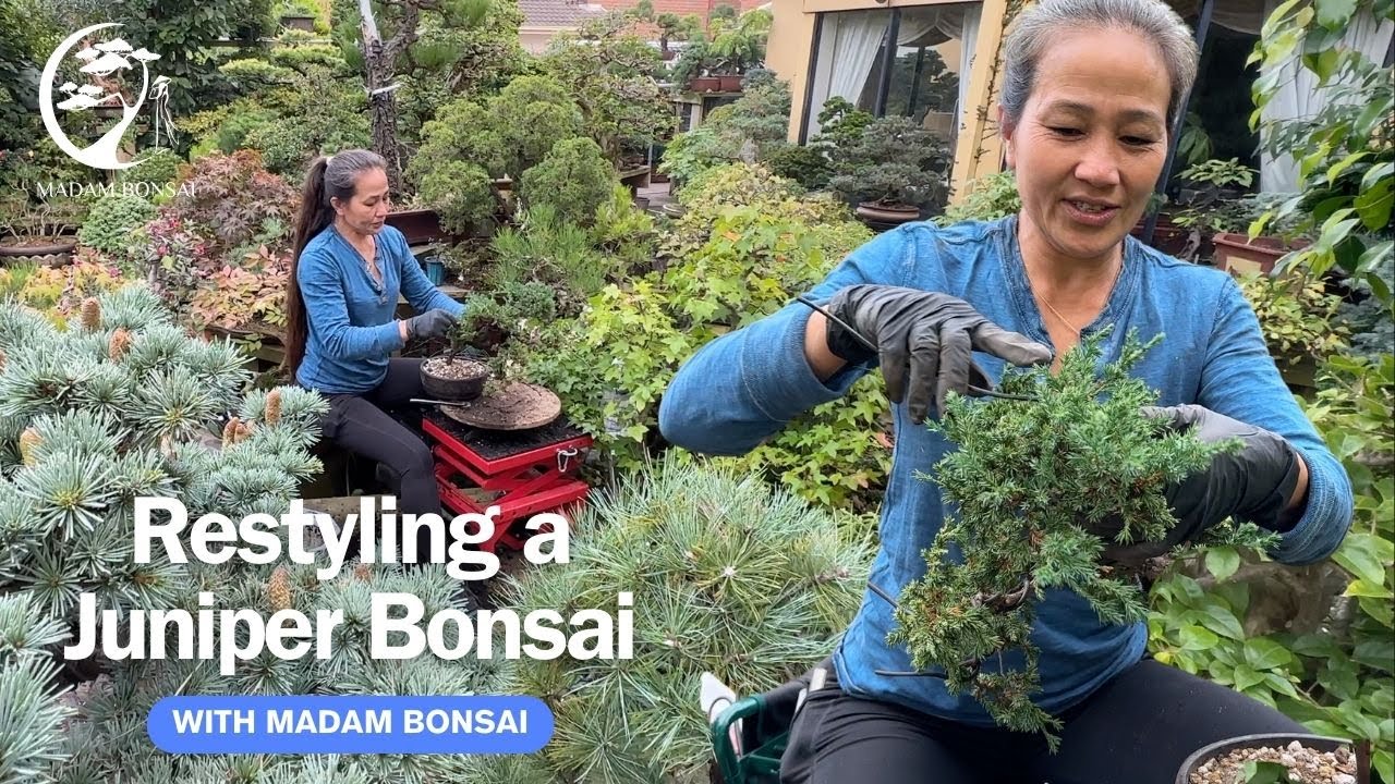 Рестайлинг можжевельника с помощью Madam Bonsai