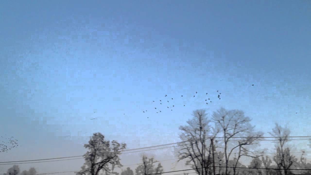 Bird Acrobatics