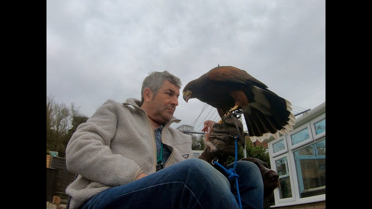 HARRIS HAWK, DOGS, FOSSILS, DOWN TIME.