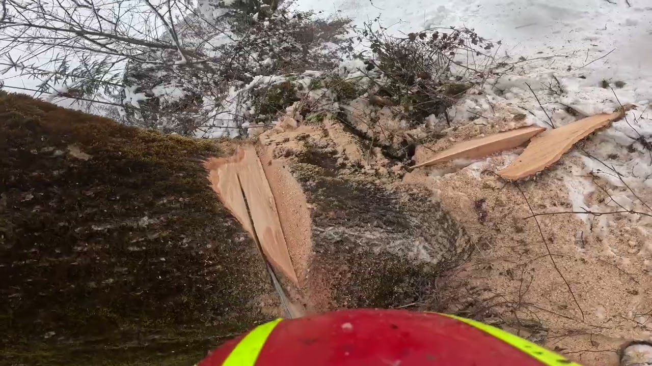 Finn Fällung Esche 1m Durchmesser