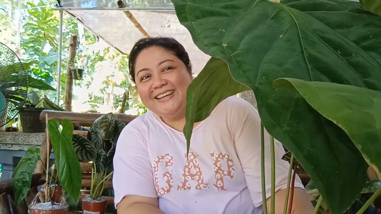 Unboxing 02 ngayong 2026 napaka ganda Ng anthurium Ang laki na Ng dahon @Charivlog79 