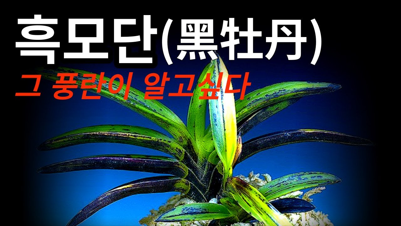 금모단의 모주/흑모단/절종되었다는데...