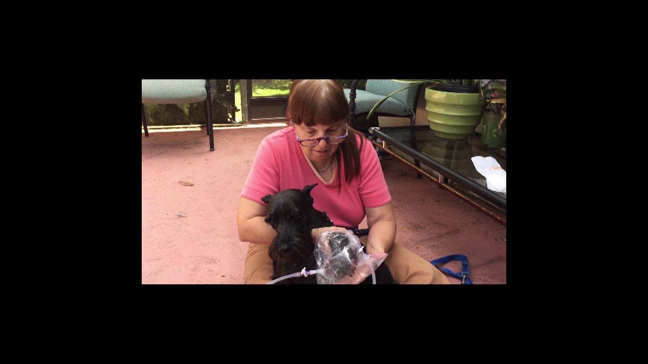Ozone therapy for Dog Paw Tumor reduction.