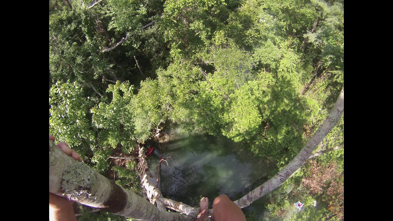 60ft Tree Jump on the Weeki Wachee River!