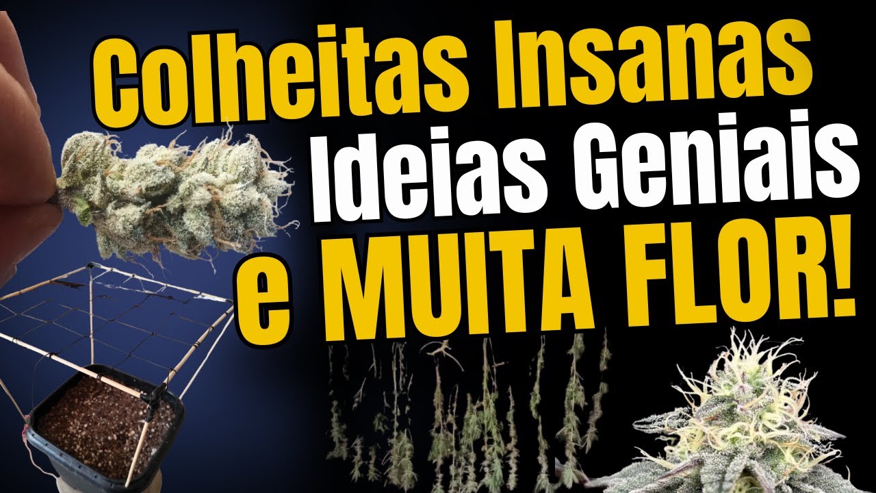 As Melhores Gen&eacute;ticas da Semana no Ganza.app! Os TOP 10 Cultivos