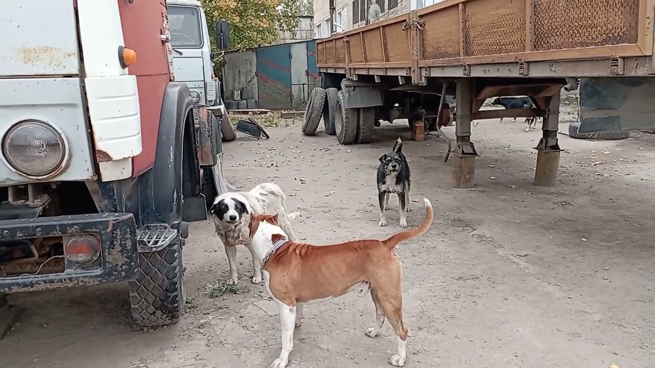 нападение стаи собак на Питбуля