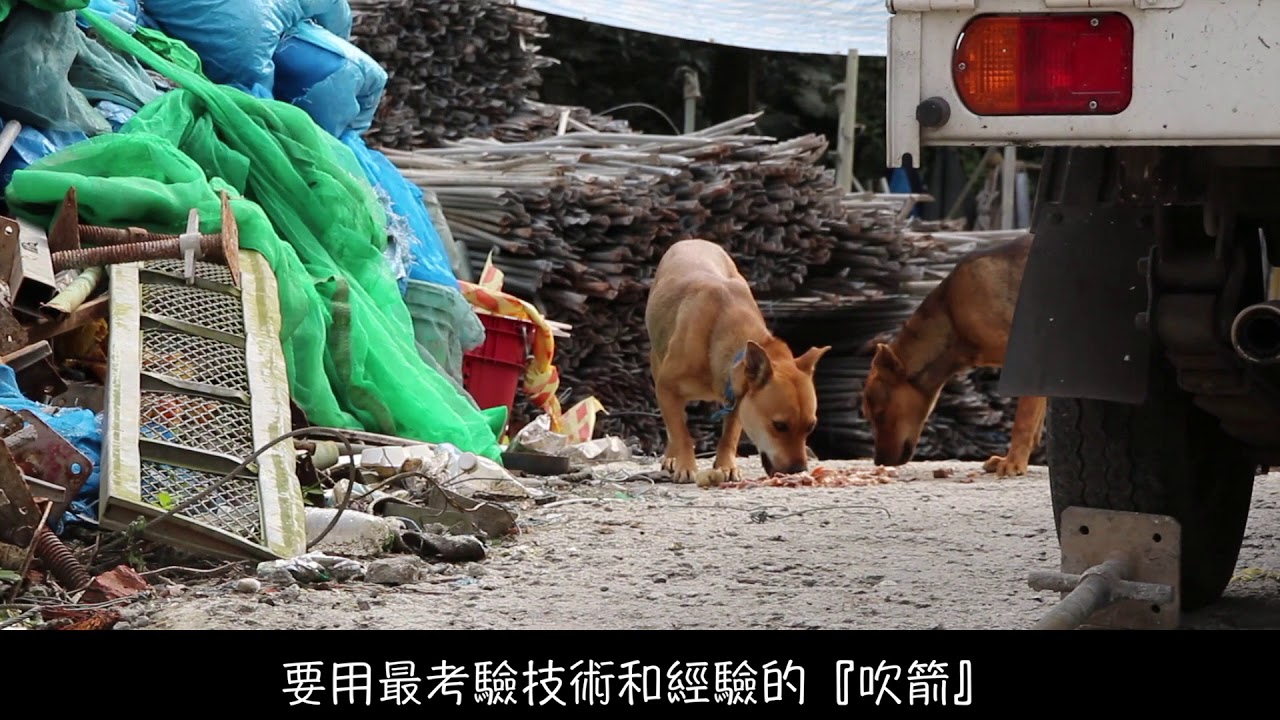 【相信動物】誘捕一隻怎樣都不進圍籬的狗！