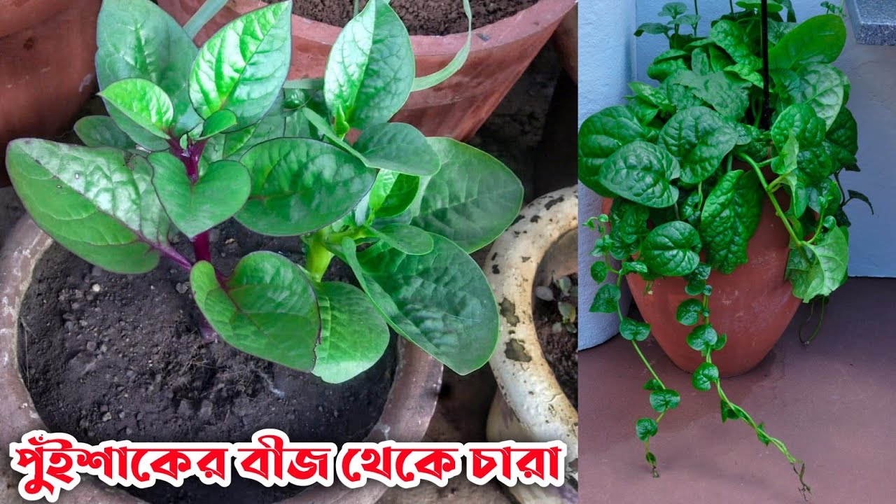পুইশাক বীজ থেকে চারা তৈরির নতুন কৌশল | পুঁইশাক চাষ পদ্ধতি | How to grow Malabar spinach from seed