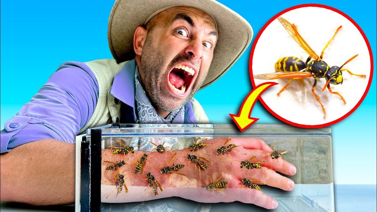 GESTOCHEN von 200 wütenden WESPEN! Coyote betritt die Stichzone | Brave Wilderness Deutsch