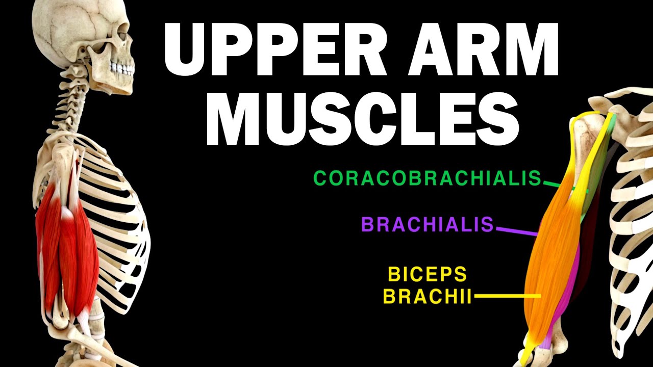 UPPER LIMB MUSCLES (3/6) - UPPER ARM MUSCLES