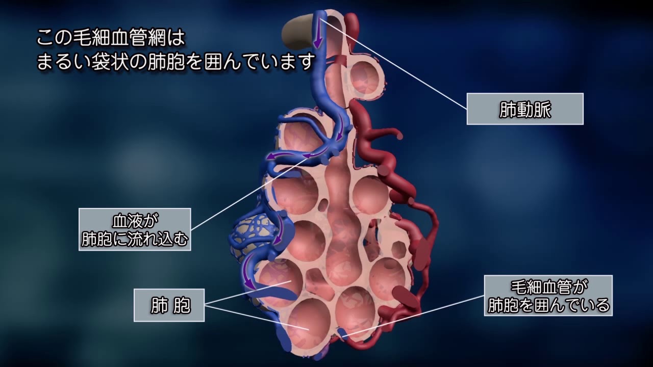 【バイエル サイエンスビデオ】知っておきたい肺のはたらき