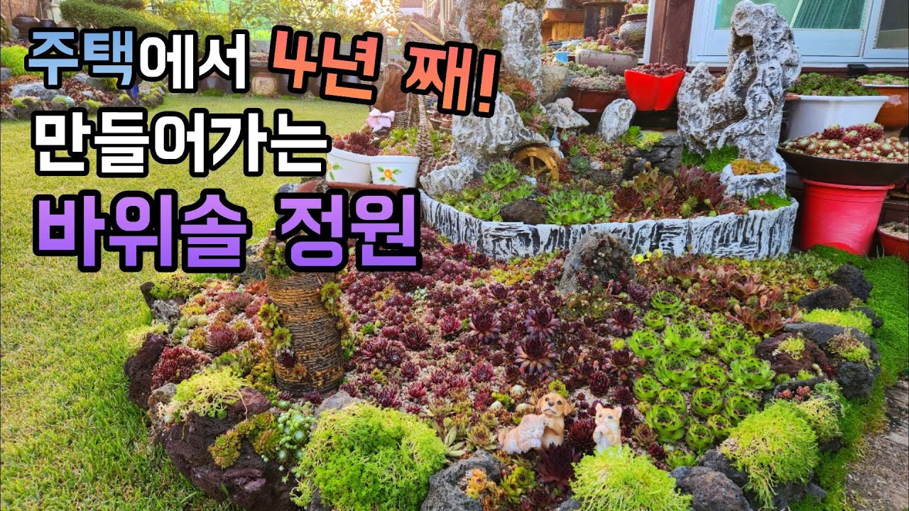 4년 동안 만들어낸 매력있는 주택의 바위솔 정원 ㅣ #바위솔키우기 ㅣ #다육이키우기 ㅣ#바위솔종류 ㅣ#바위솔이름ㅣ #신쌤의다다육선(多肉植物, succulent, たにくしょくぶつ)