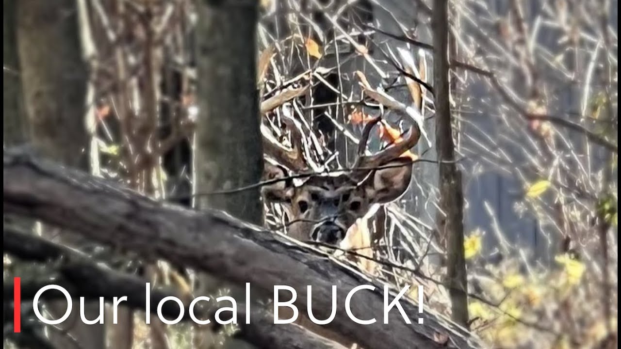 Vlogmas day 2.  Hunting whitetail in Ohio!