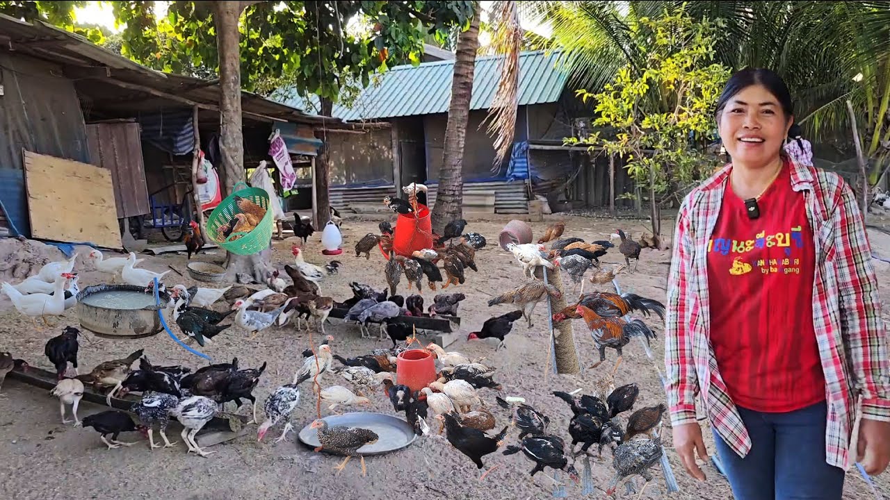 เลี้ยงไก่บ้านเริ่มจาก 6 ตัว!! ใช้เวลา 3-4 ปีมีไก่หลายร้อย ทำรายได้ไม่น้อยเดือนละหลายหมื่น...