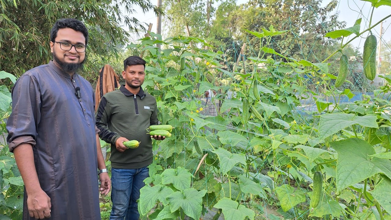 মালিনি শসা শীতে ভালো হয়। বীজ কিনতে: 01706369298