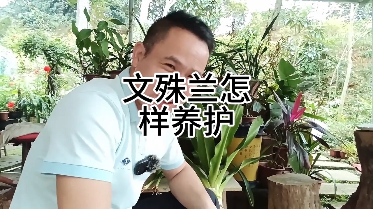 文殊兰怎样养护 #文殊兰 #文殊兰的养殖方法