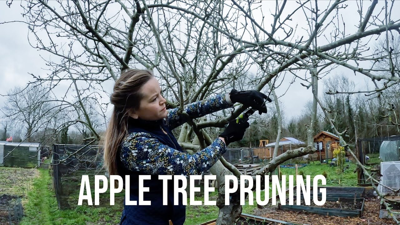 How To Prune An Established Apple Tree | Allotment UK