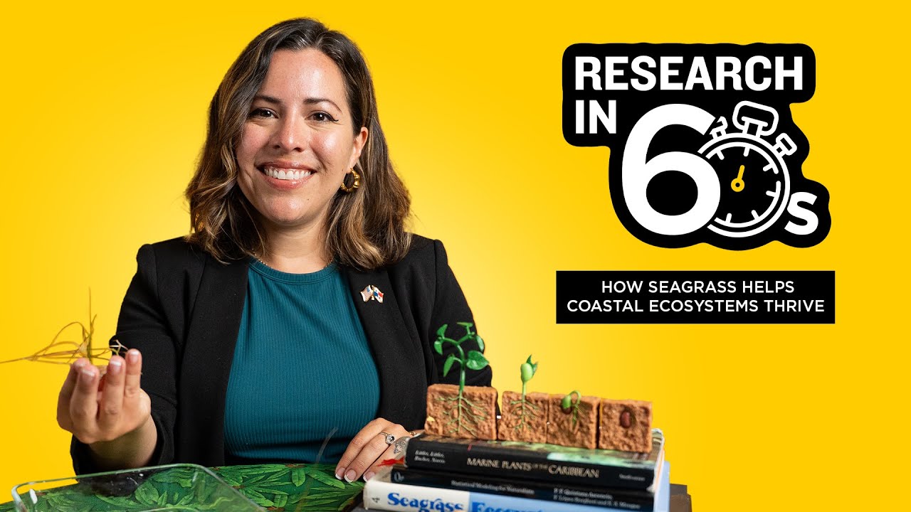 How Seagrass Helps Coastal Ecosystems Thrive | UCF Research in 60 Seconds