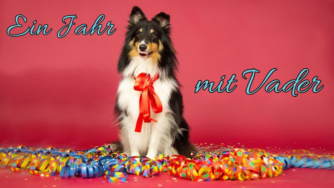 Ein Jahr mit Vader | Leben mit einem Sheltie | Happy Birthday, Baby!