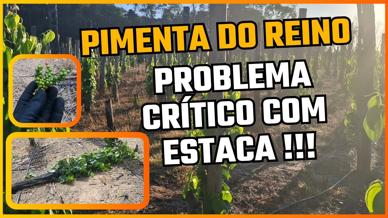 Pimenta do Reino: Problema Critico Estaca