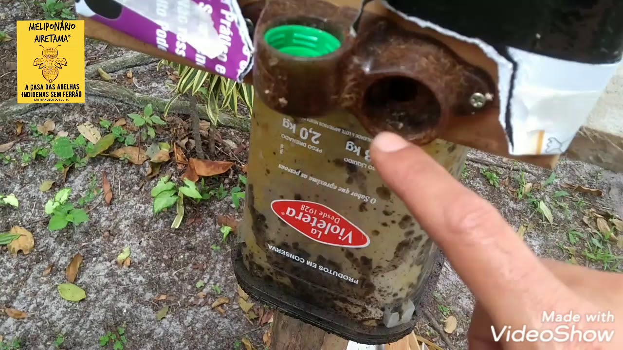 Controle de mosca forideo em abelhas sem ferrão