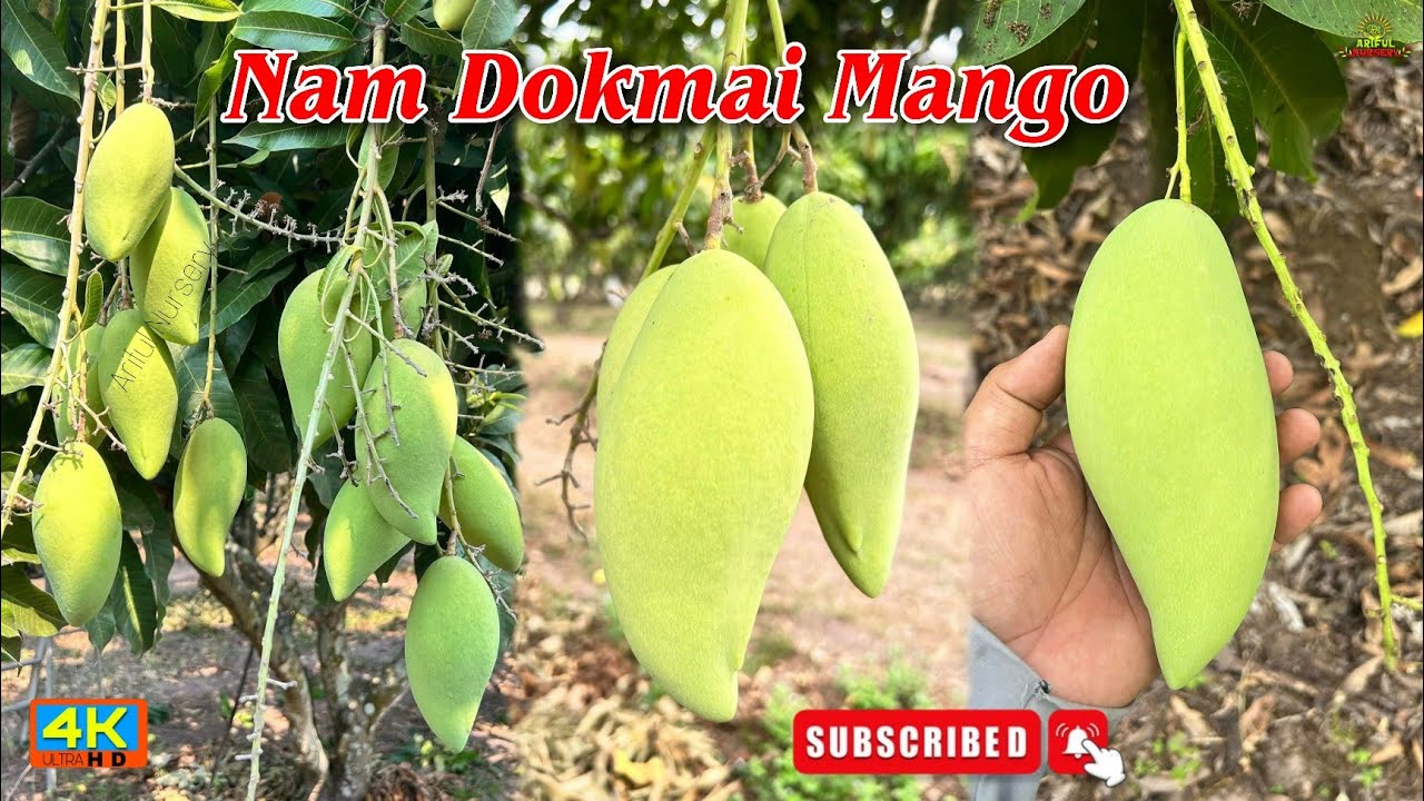 Nam Dokmai Mango plant Farming