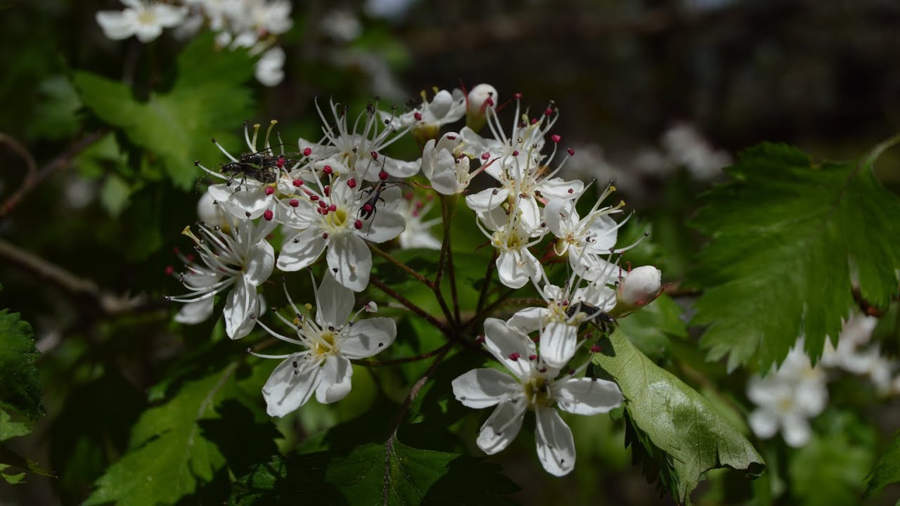Ten Georgia Trees You can Identify in Spring