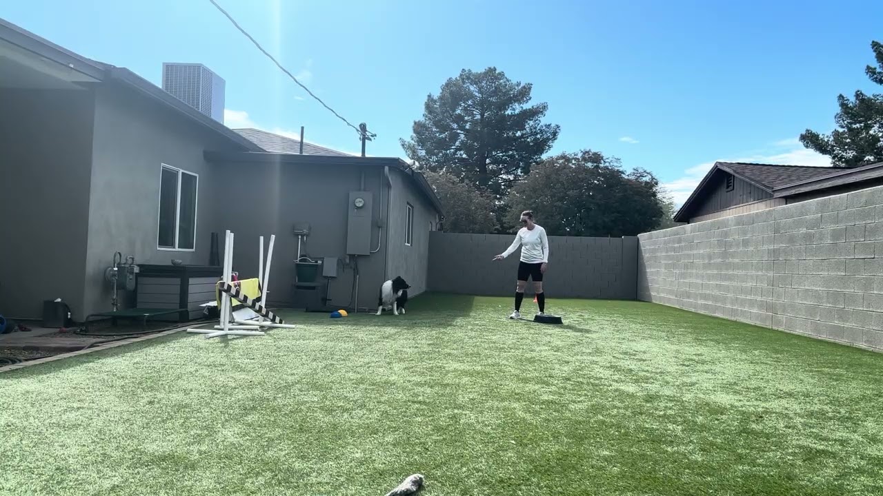 Wynn obedience practice 2.15.2026