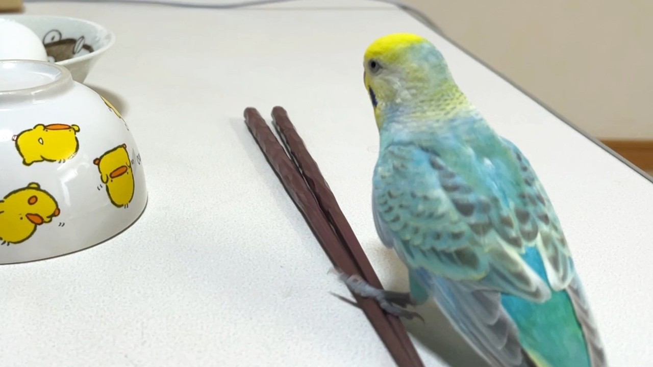 昼食に参加しようとするインコ
