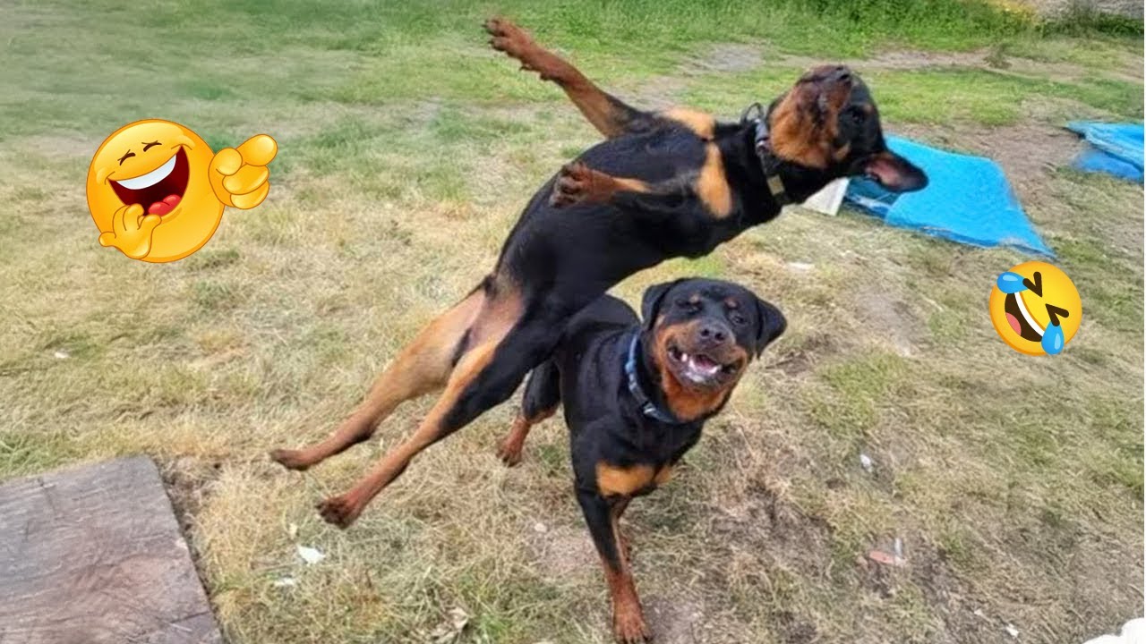 FUNNY DOGS FAILS 2025 🤣 Hilarious Dog Moments That Will Keep You Laughing All Day! 🐾#10