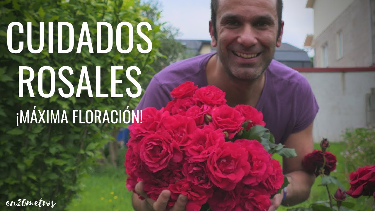 Cómo CUIDAR UN ROSAL para que se llene de ROSAS de forma impresionante || en20metros