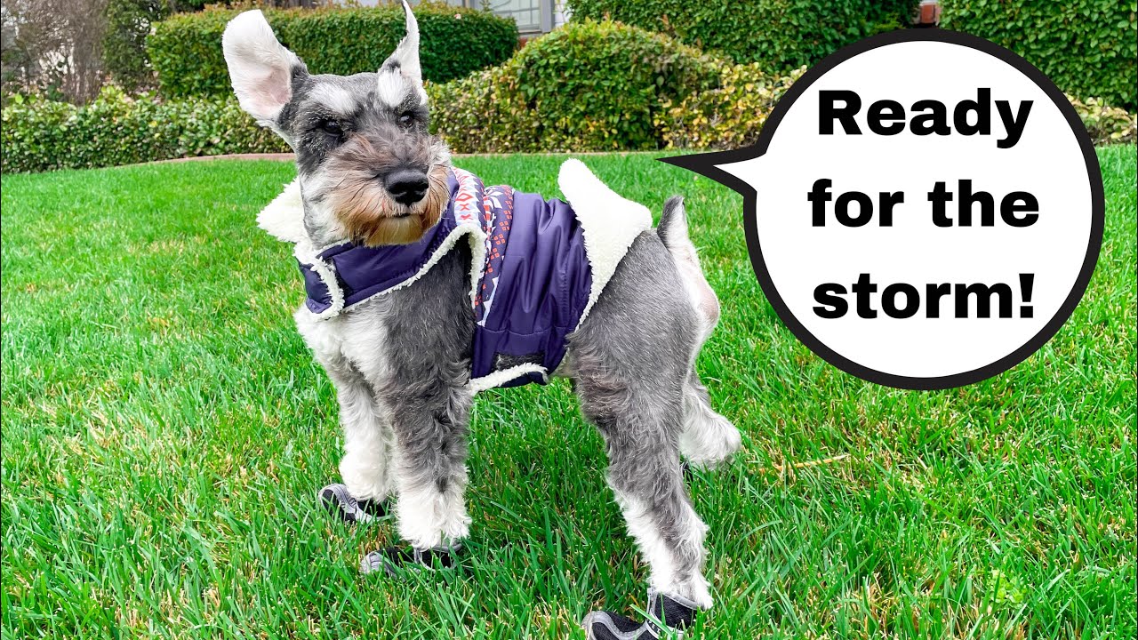 SCHNAUZER Tries on Booties and Raincoat for Storm⛈️
