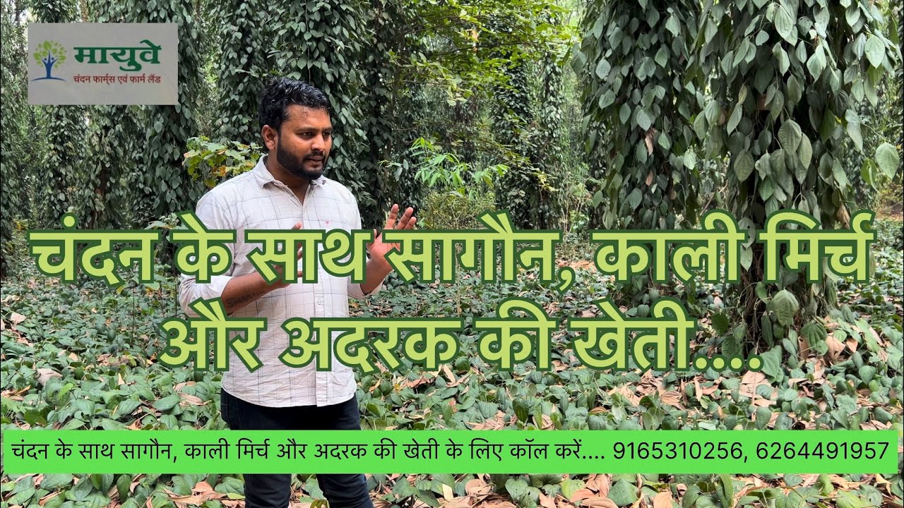 चंदन के साथ सागौन, काली मिर्च और अदरक की खेती के लिए कॉल करें 9165310256 6264491957 #chandankikheti