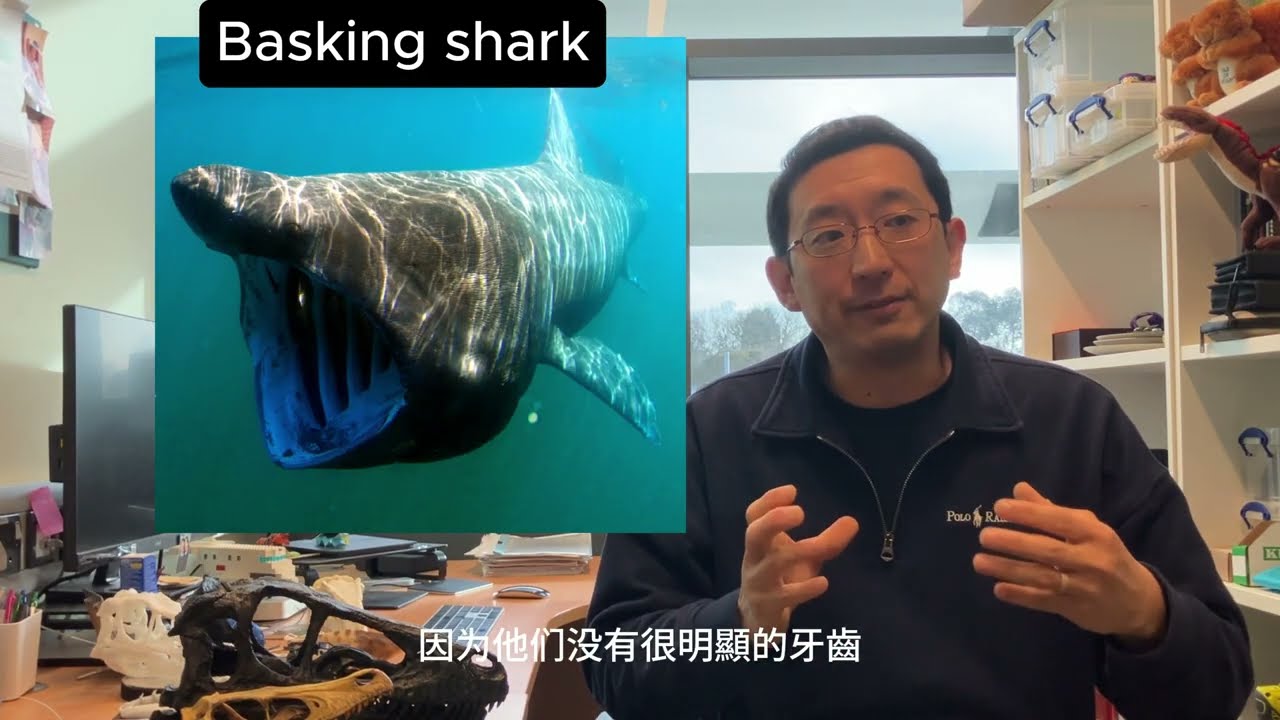 阿凡達：火與燼，Tulkun突鯤的靈感來源是什麼？鯨魚？鯊魚？來談談海洋生物的特徵及解剖學｜坂本生物学講座｜Sakamoto Talks Biology