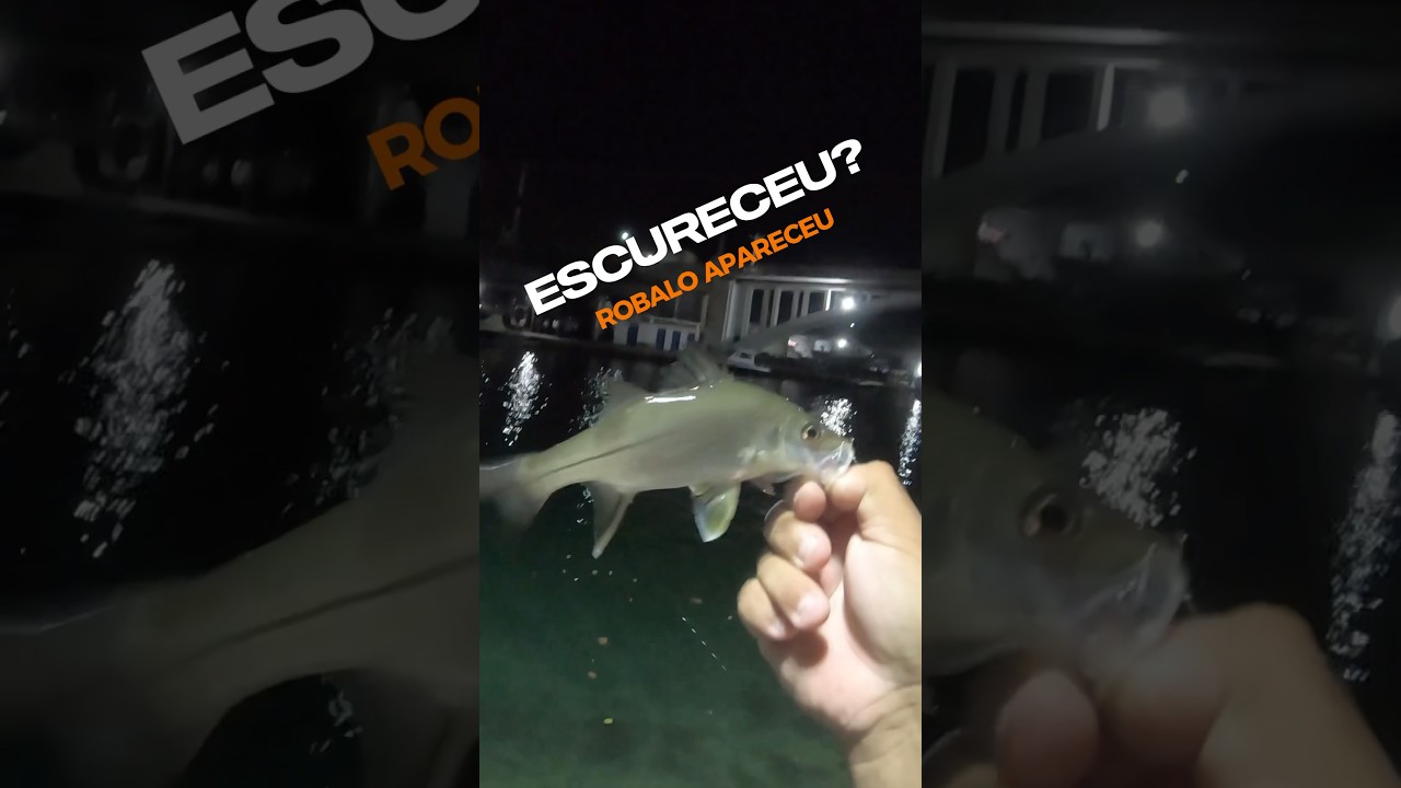Robalinhos do CANAL de CABO FRIO/RJ. Pescaria de Ultra light. #robalo#pesca#pescaria#fishingvideo