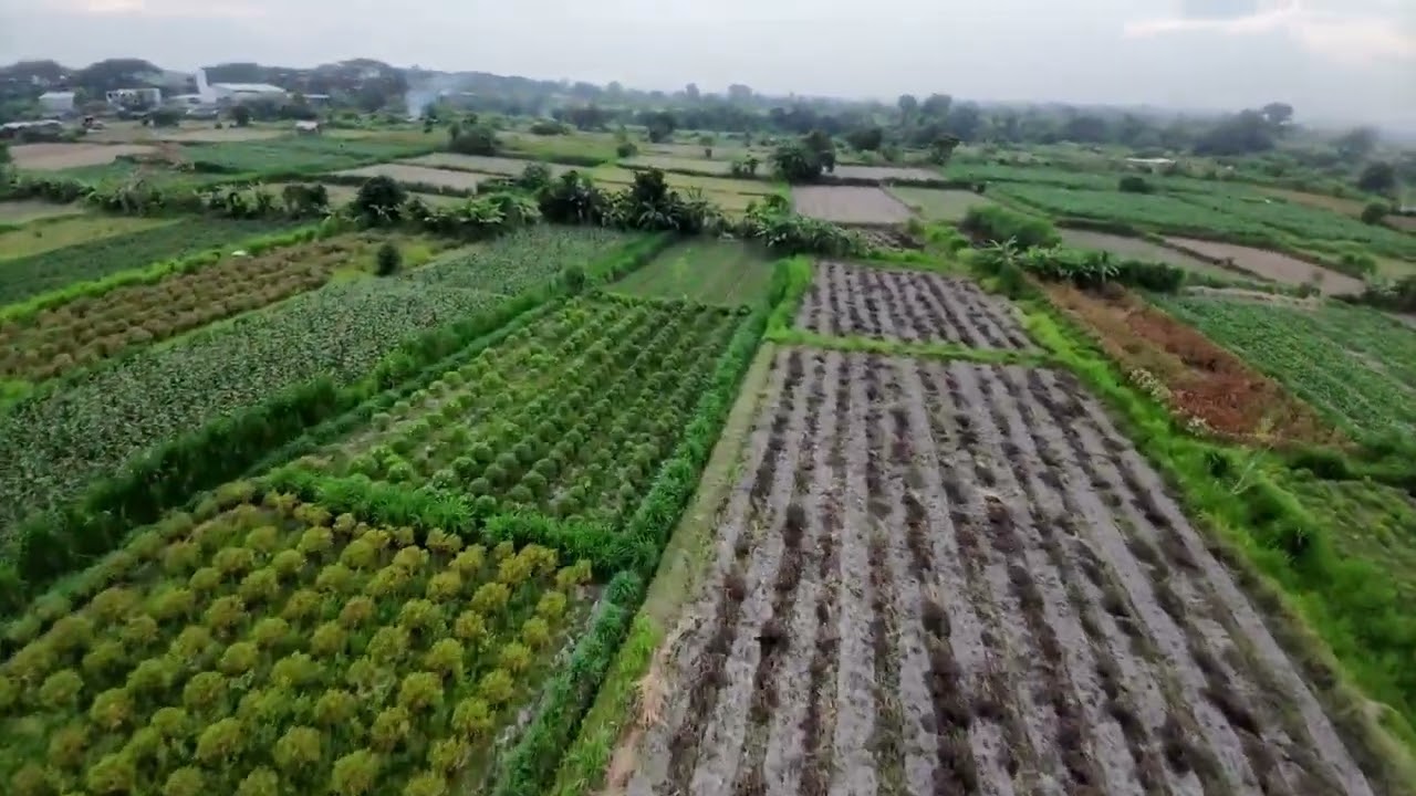 meditasi sawah fpv  ||  di tengah umane - subak yeh leung⁉️ 🚫osd
