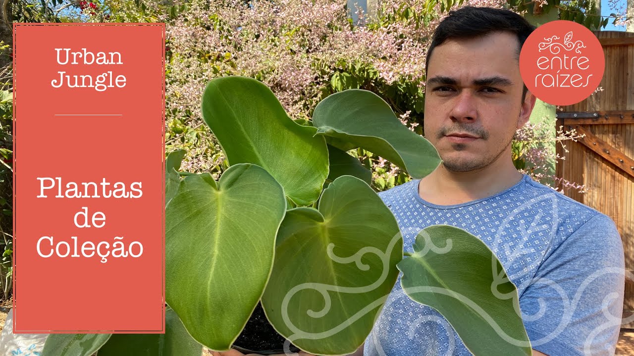 Plantas de Coleção - Philodendron Rugosum, Dioscorea Dodeconeura e Aglaonema pictum tricolor