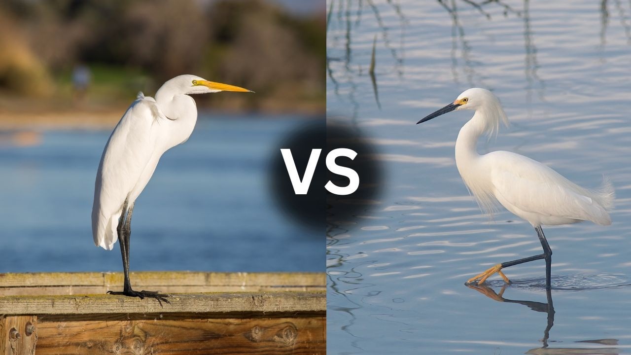 Tricky Bird ID: Great Egret vs Snowy Egret